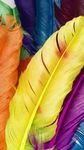 pic for Colourful Feathers 